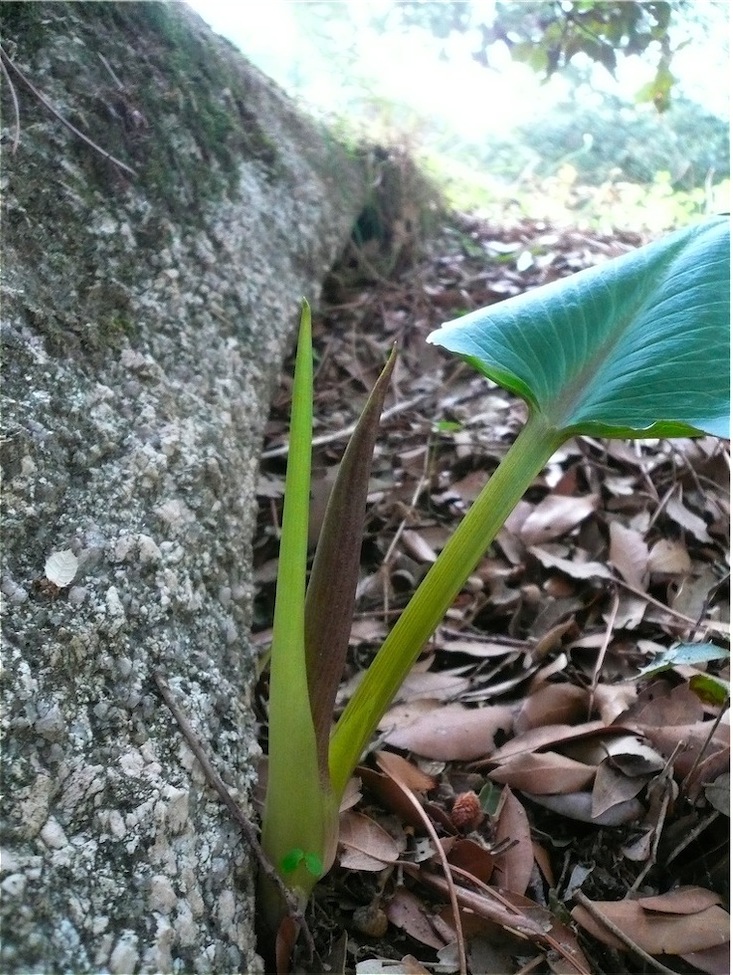 Arum pictum / Gigaro punteggiato